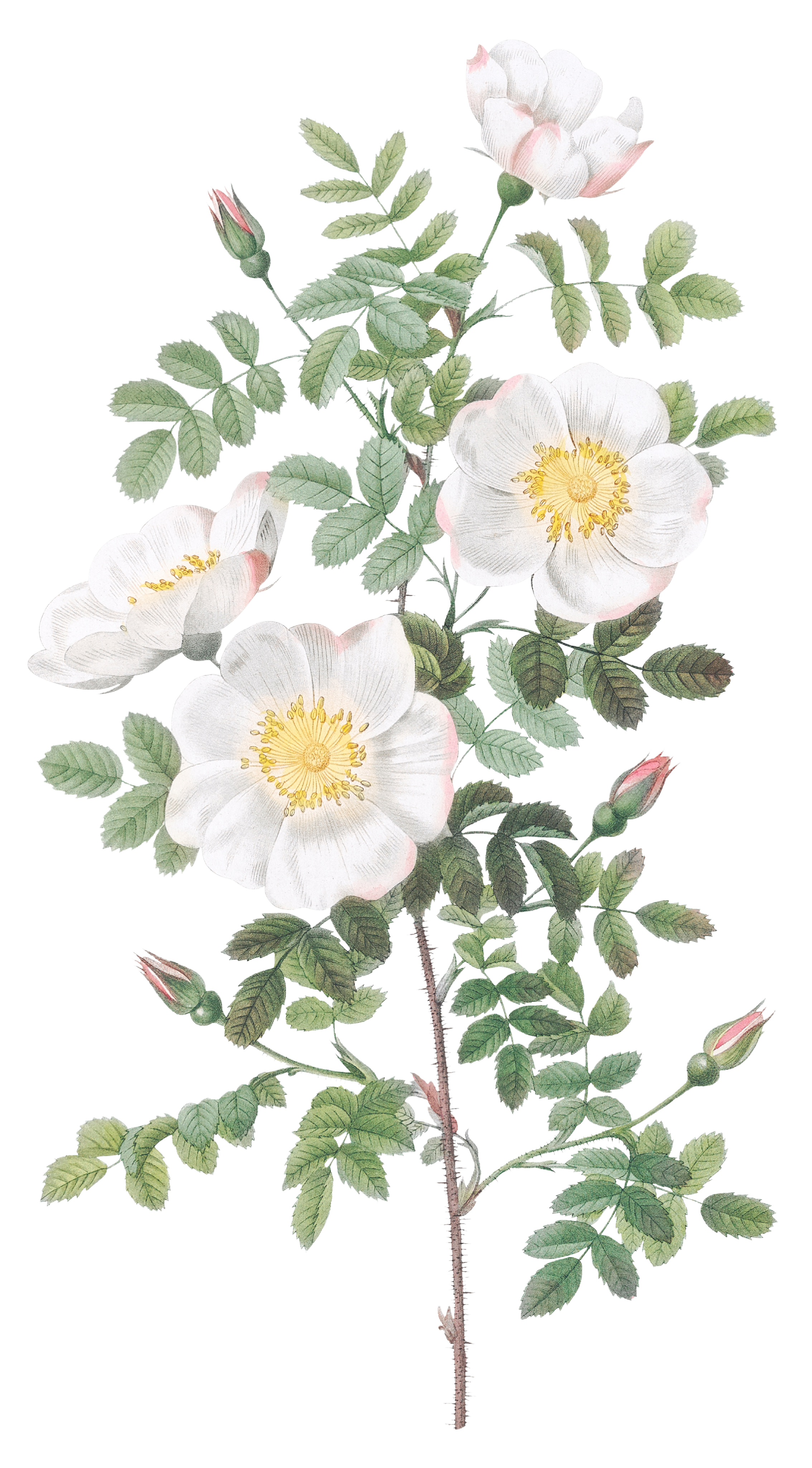 vintage image of a white rose