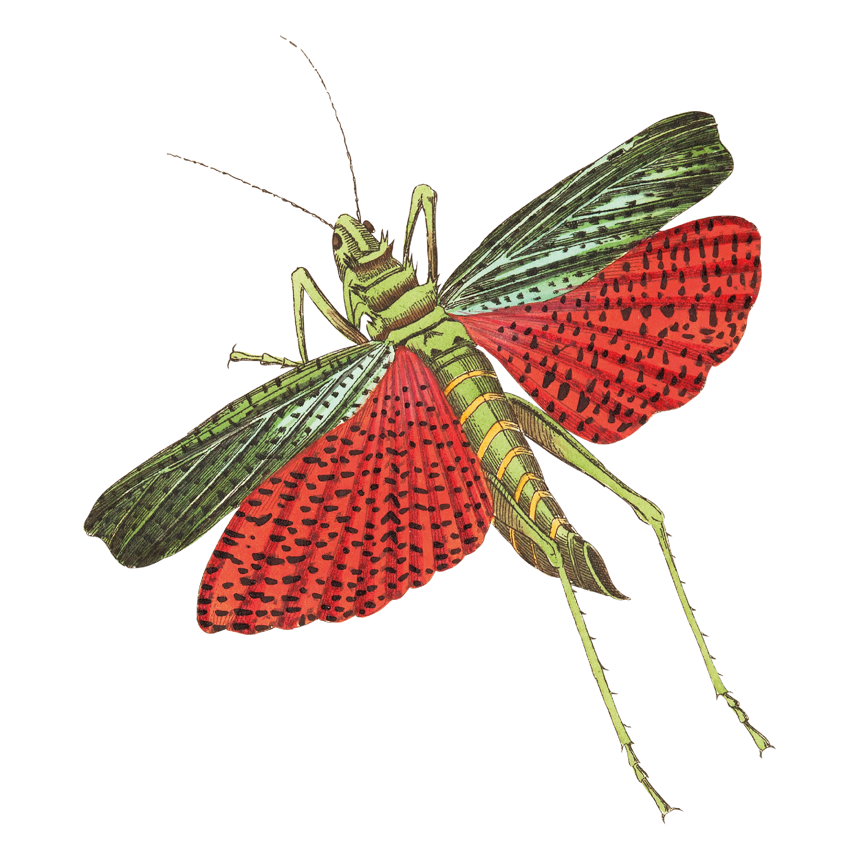 vintage image of a flying locust