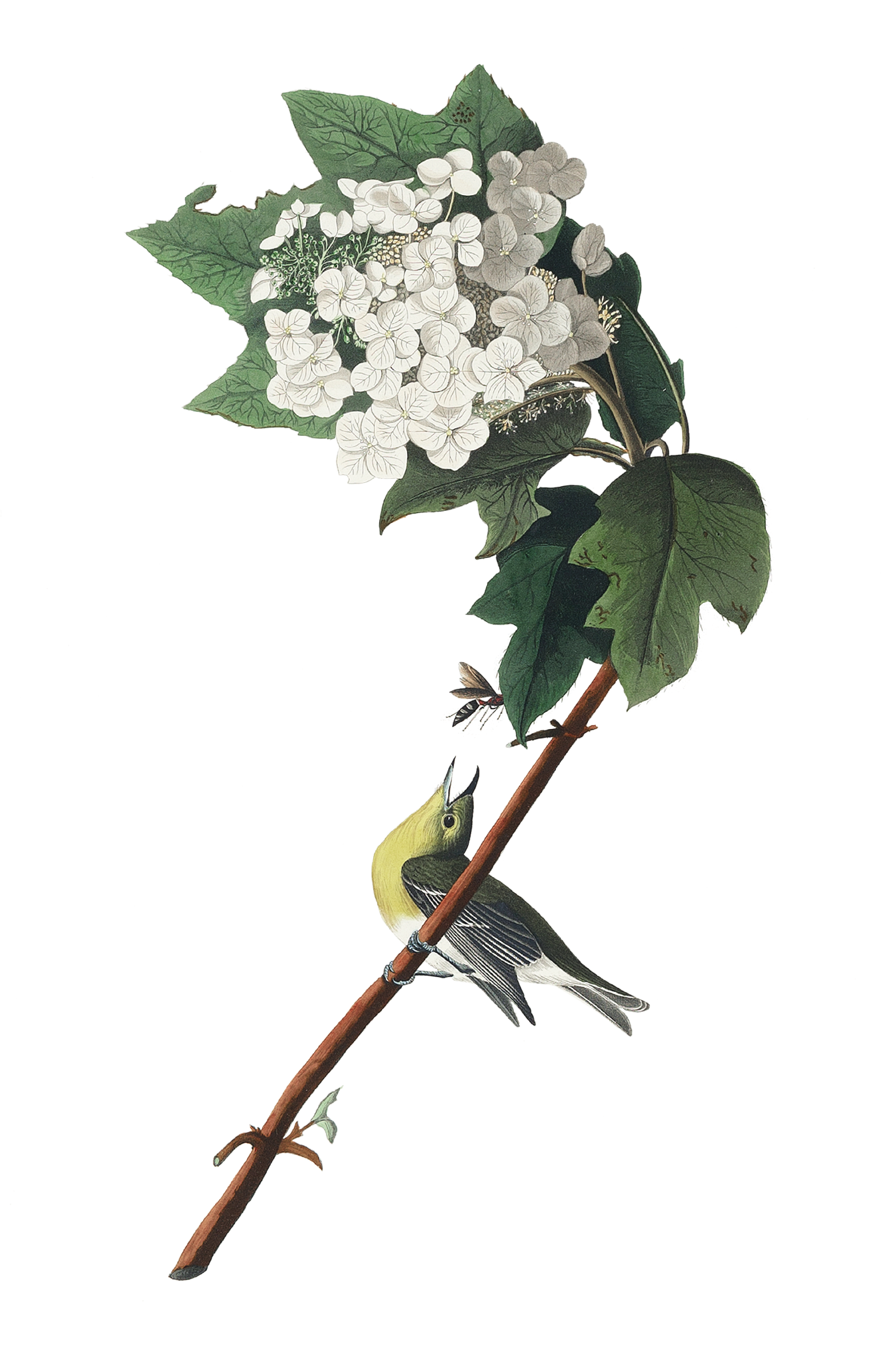 vintage image of a bird perched on a hydrangea branch looking at a bug.